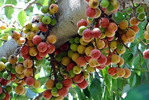Ficus recemosa - Athi (Cluster Fig, Atti)