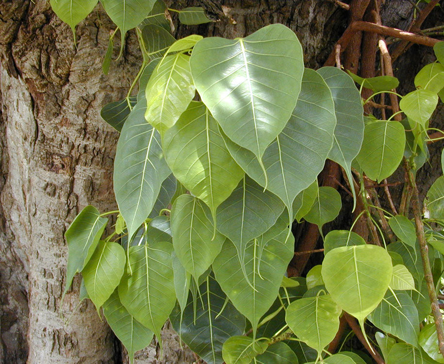 Ficus religiosa - Araya I (Peepal Tree, Aralimara)