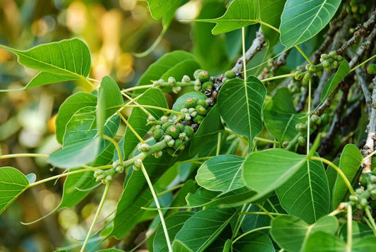 Ficus religiosa - Araya I (Peepal Tree, Aralimara)