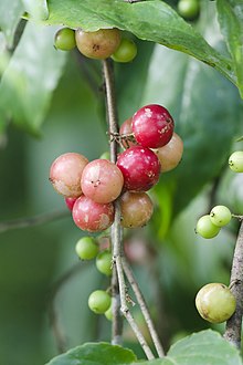 Flacourtia inermis Madhura (Madhura Loovi)
