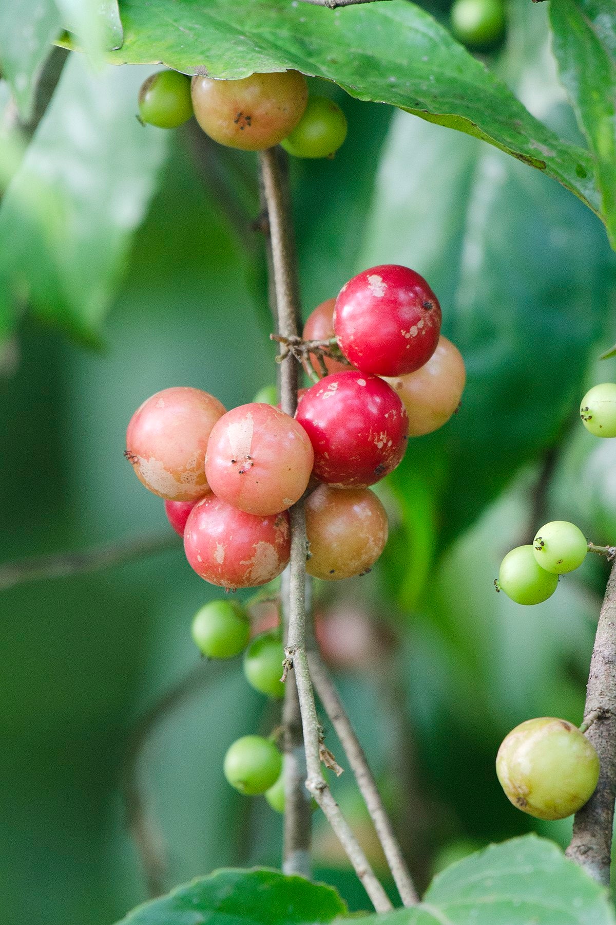 Flacourtia jangomas (Coffee Plum)