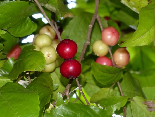 Flacourtia jangomas (Coffee Plum)