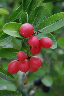 Flacourtia jangomas (Coffee Plum)