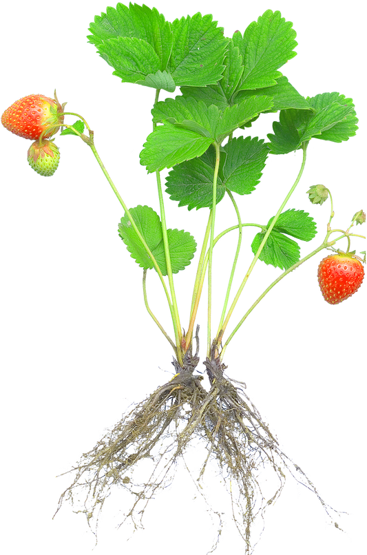 Fragaria × ananassa (Strawberry)