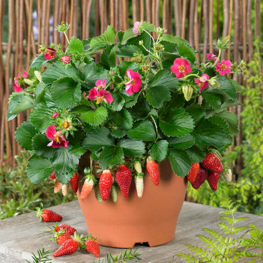 Fragaria × ananassa (Strawberry)