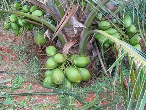 Gangabondham (Coconut)