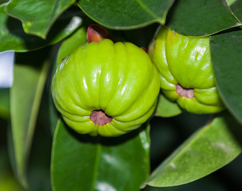 Garcinia Cambogia (Garcinia gummi gutta- Graft)