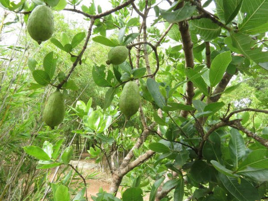 Gardinia gummifera - Somanadhikayam (Gummy cape Jasmine, Bilke)