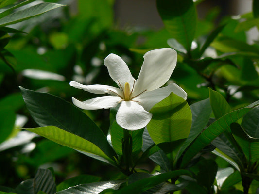 Gardinia gummifera - Somanadhikayam (Gummy cape Jasmine, Bilke)