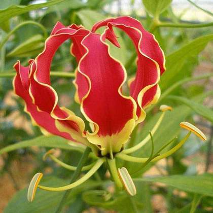Gloriosa superba Lin(for ear balance) (Glory lily, Flame lily)