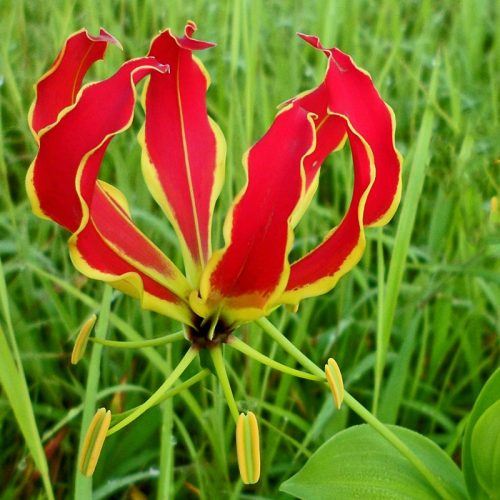 Gloriosa superba Lin(for ear balance) (Glory lily, Flame lily)