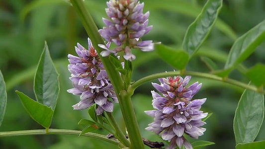 Glycyrrhiza glabra  (Licorice, Jeshtamadhu)