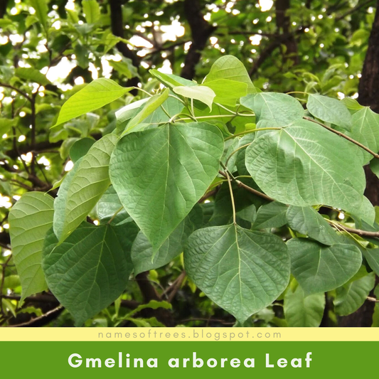 Gmelina arborea -Kumizh (Gamhar, White teak, Shivani)