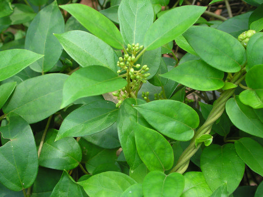 Gymnema sylvestre - Chakkarakolli (Gurmar, Madhunashini)