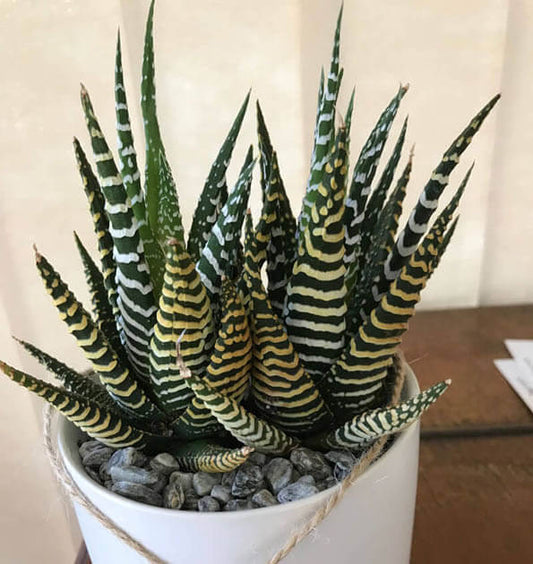 Haworthiya (Zebra Cactus)