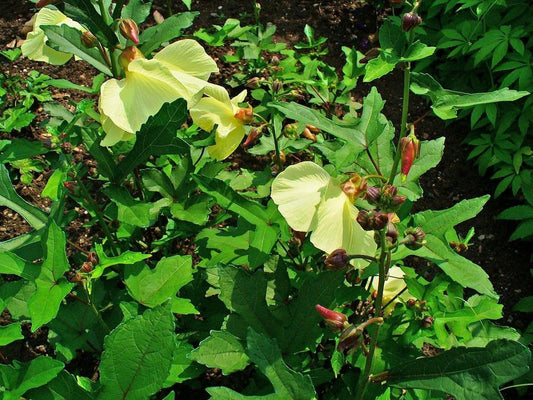 Hbiscus abelmoschus  (Musk mallow, Kasturi bende)