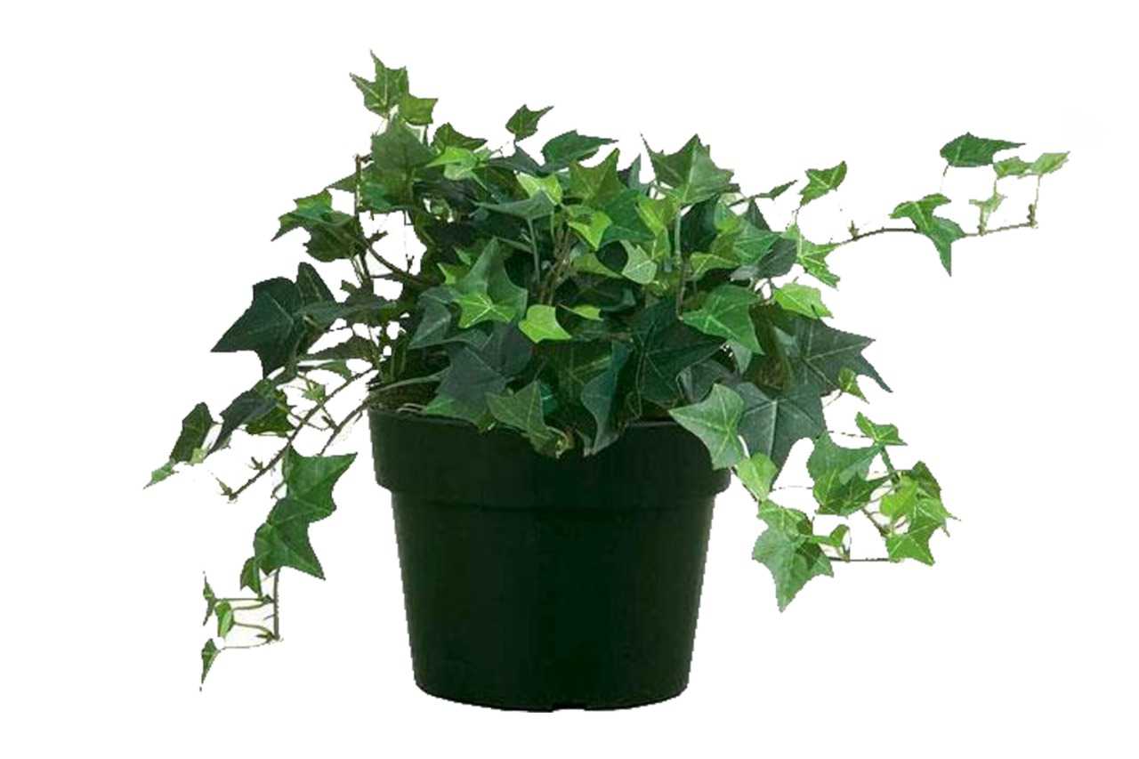 Hedera ivy variegated (English Ivy variegated) (5"x 3.25")