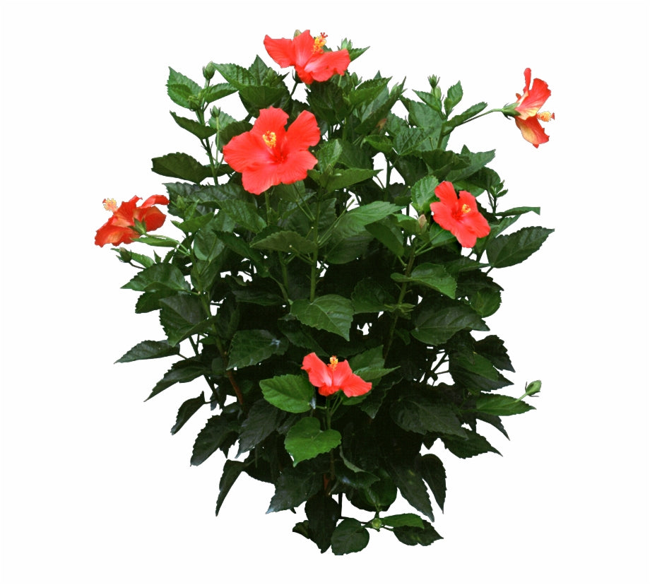 Hibiscus rosa-sinensis (Hibiscus multi color bush)