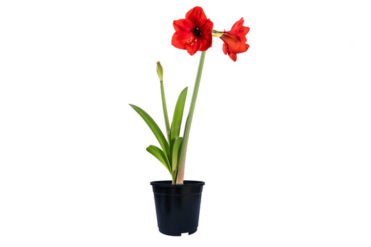 Hippeastrum (Amaralis Lily) (Not applicable)