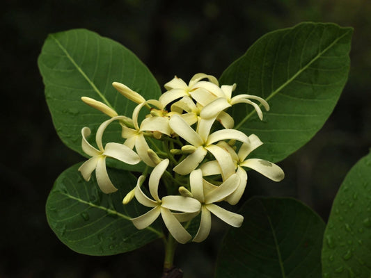 Holarrhena pubescens -Kudakapala (Indrajao, Kodasige)