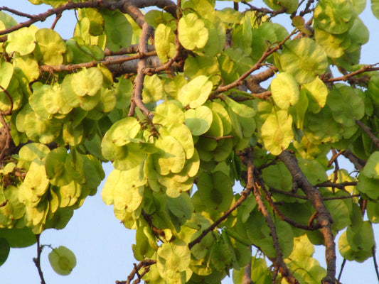 Holoptelia integrifolia (Indian elm, Tapsi mara)