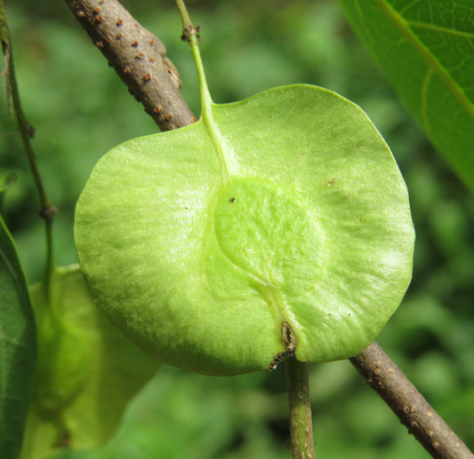 Holoptelia integrifolia (Indian elm, Tapsi mara)