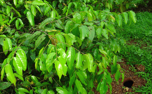 Hopea praviflora  (Malabar Ironwood, Bogi mara)