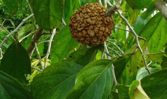 Hydnocarpus laurifolia  (Tuvaraka)