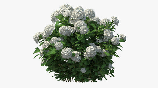 Hydrangea macrophylla (Hydrangea)