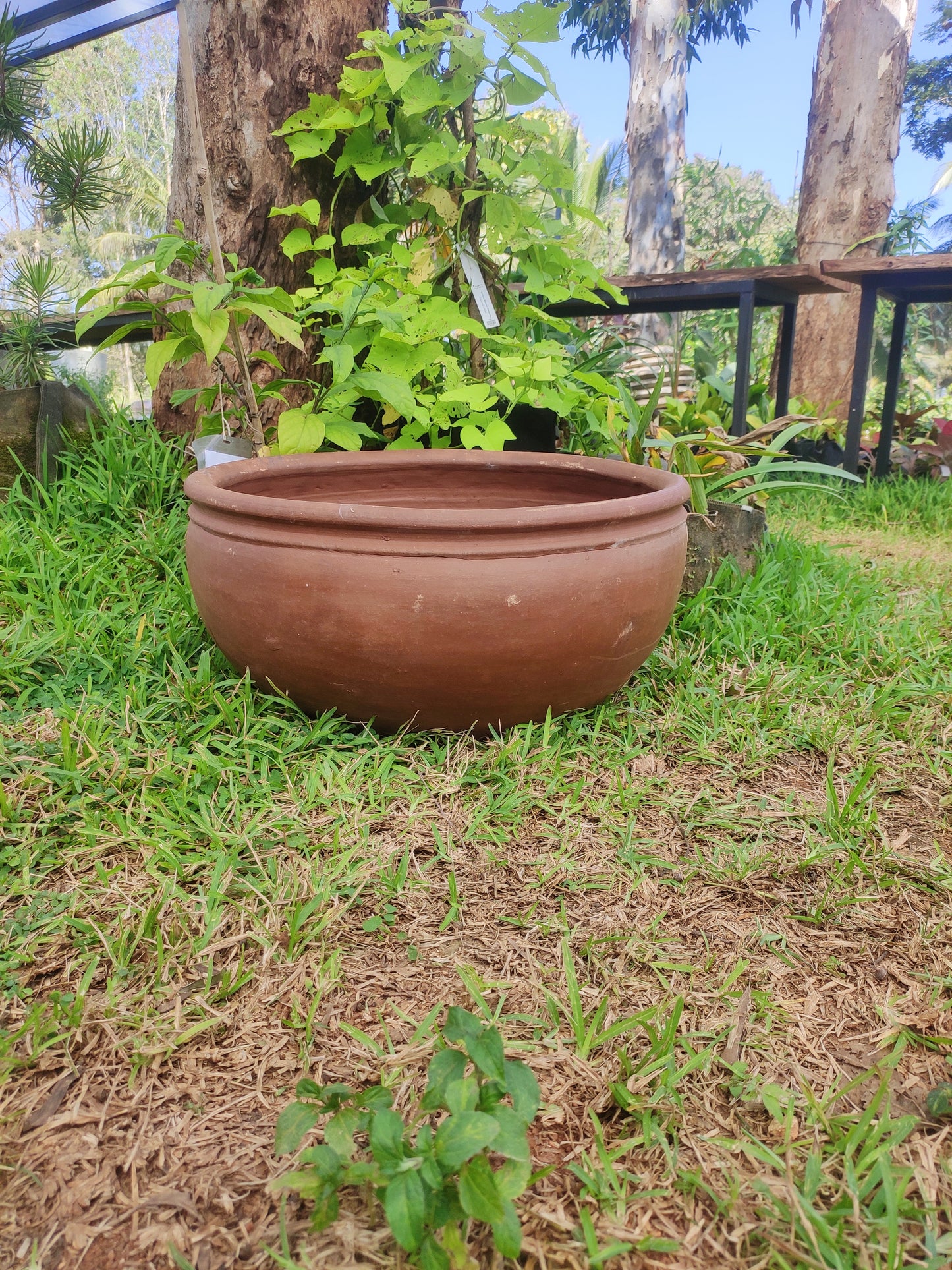 Lotus Pot (Small) - Ithaca