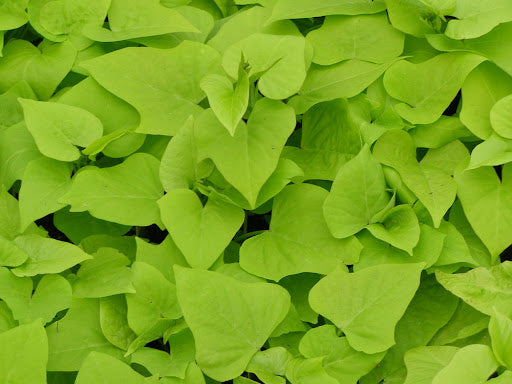 Ipomea Batatas Margarita (Ipomea Yellow)