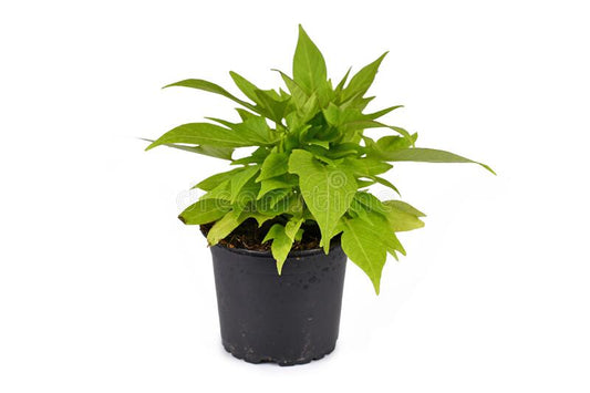 Ipomea Batatas Margarita (Ipomea Yellow)