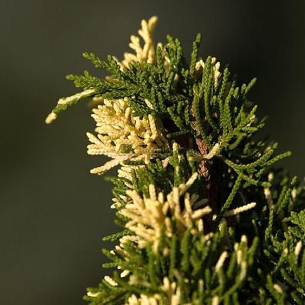 Juniperus Chinensis (Chinese Juniper)