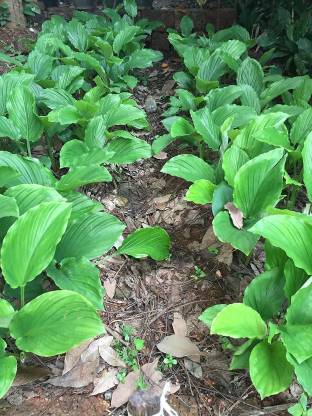 Kaempferia parvistora - Black ginger(for energy purpose)