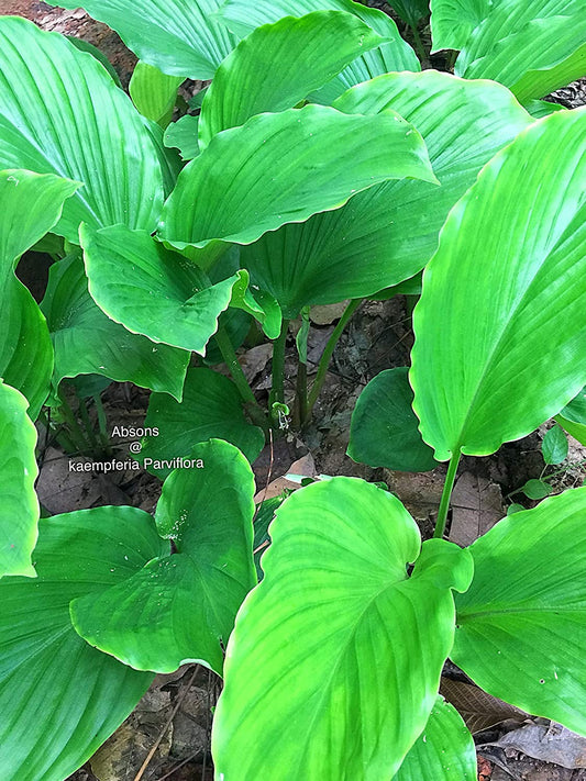 Kaempferia parvistora - Black ginger(for energy purpose)