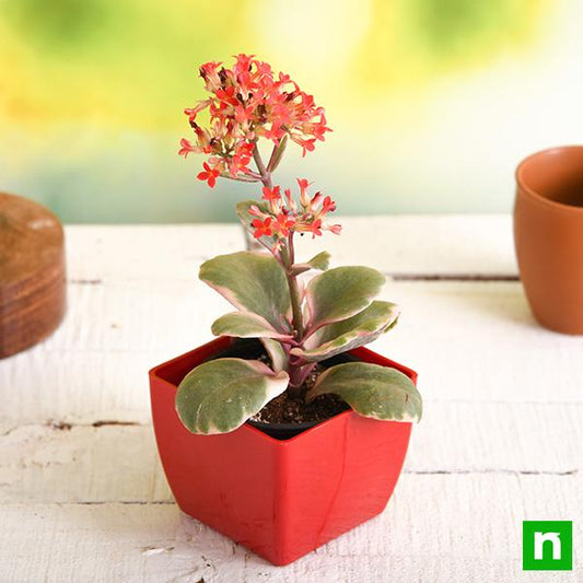 Kalanchoe blossfeldiana (Kalanchoe blossfeldiana)