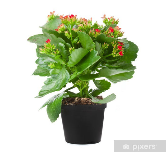 Kalanchoe blossfeldiana (Kalanchoe blossfeldiana)