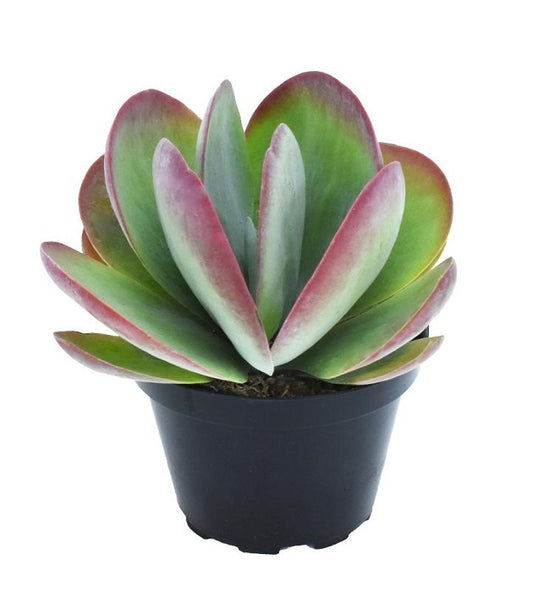 Kalanchoe thyrsiflora Flapjack (Seculant)