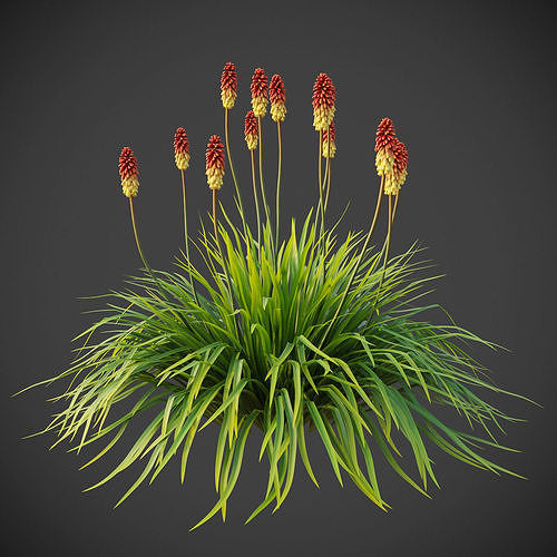Kniphofia (Red Hot Poker Lily - Tritoma)