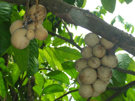 Lansium parasiticum (Langsat)
