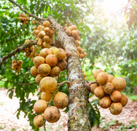 Lansium parasiticum (Langsat)