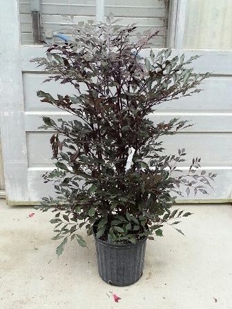 Leaa coccinea burgandy (Hawaiian Holly)