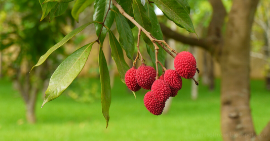 Litchi chinensis (Litchy)