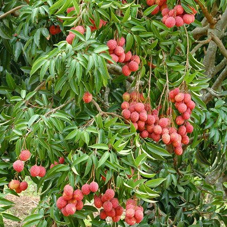 Litchi chinensis (Litchy)