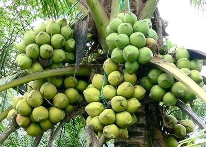 Malasian Dwarf (Coconut)