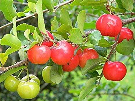 Malpighia emarginata (West Indian Cherry, Barbados Cherry)