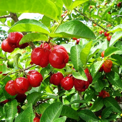 Malpighia emarginata (West Indian Cherry, Barbados Cherry)