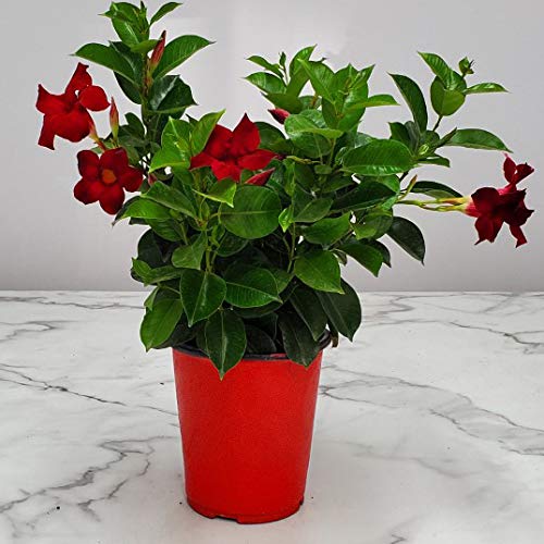 Mandevilla sanderi (Mandevilla Red)
