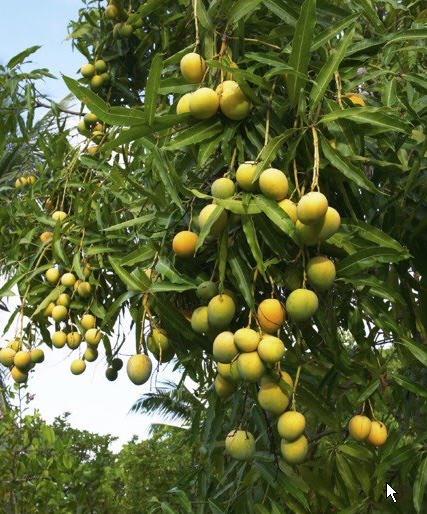 Mangifera indica -Alphonsa (Mango)