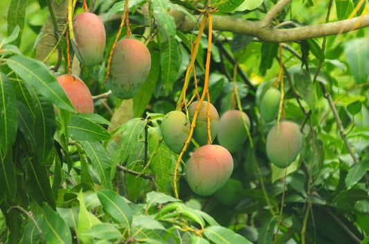 Mangifera indica - Alphonso (Mango)
